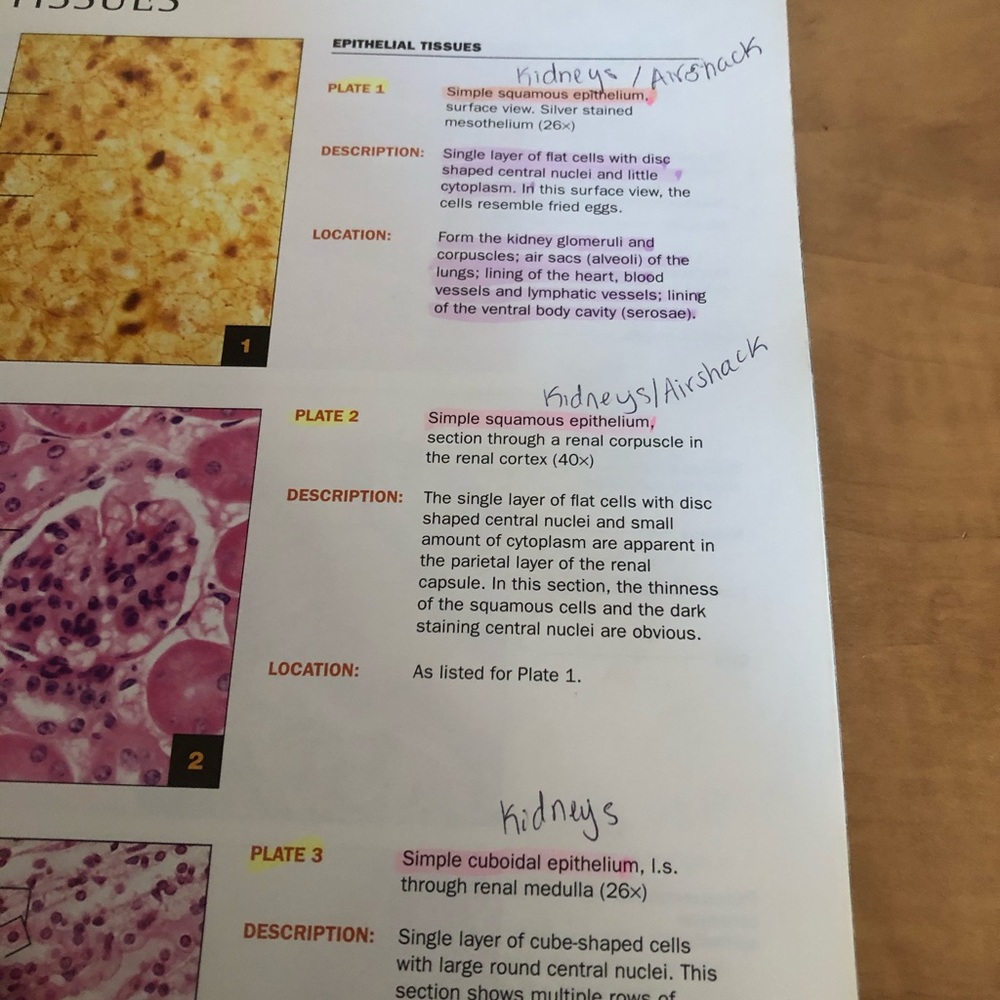 Human Body Atlas - Picture 5 of 5